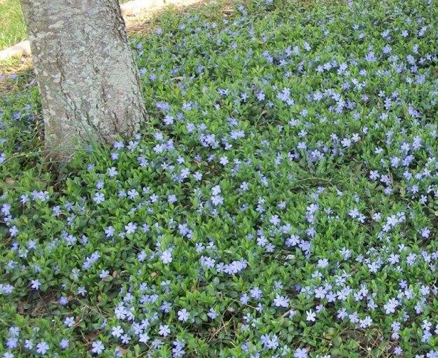 Vinca minor of kleine maagdenpalm, Tuin en Terras, Planten | Tuinplanten, Vaste plant, Bodembedekkers, Halfschaduw, Lente, Ophalen