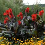 Canna Black Knight voor tuin, pot, vijver, Zomer, Ophalen, Volle zon