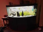 Aquarium juwel 500l met kast, Dieren en Toebehoren, Vissen | Aquaria en Toebehoren, Ophalen, Zo goed als nieuw