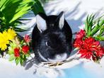 Cavia cobaye lapin, Animaux & Accessoires, Plusieurs animaux, Autres types, Domestique