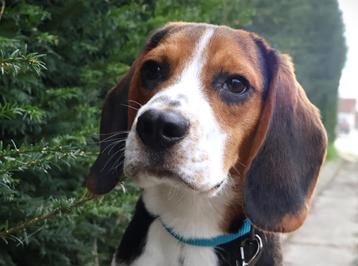 Superleuke Beagle pup, Dieren en Toebehoren, Beagle, 15 weken tot 1 jaar, Reu, Buitenland