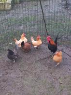 Poules naines, Animaux & Accessoires