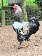 Jonge Haan gratis, Dieren en Toebehoren, Pluimvee, Mannelijk, Kip