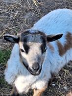 schapen, Mannelijk, Schaap, 0 tot 2 jaar