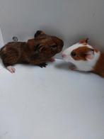 2 baby cavia's zeugjes geboren op 25 november, November, Cavia