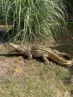 Image de crocodile, jardin, piscine, étang, ferme 100 cm, Enlèvement, Neuf, Synthétique, Animal