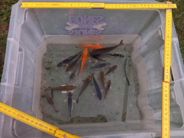 chagoi, ghost koi en andere kois, Dieren en Toebehoren, Vissen | Vijvervissen