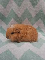 Jong ch teddy beertje, Dieren en Toebehoren, Knaagdieren, November, Mannelijk