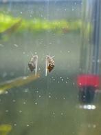 Bladder snails, Dieren en Toebehoren