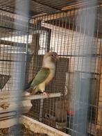Pyrrhura dilute, Dieren en Toebehoren, Vogels | Parkieten en Papegaaien, Mannelijk, Parkiet, Geringd
