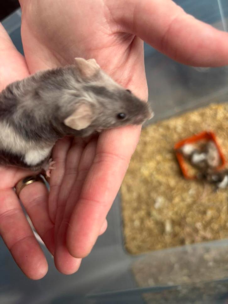 Texel 3 kleur man muis gratis af te halen. Met kooi. ZSM, Dieren en Toebehoren, Knaagdieren, Mannelijk, Muis, Januari