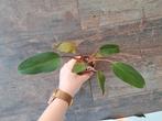 Philodendron nr 105 ( ik denk red emerald), Enlèvement