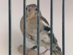 Botvink 2025, Meerdere dieren, Wildzangvogel, Geringd