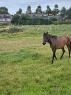 5 jarige merrie, Dieren en Toebehoren, Paarden, Merrie, Zadelmak