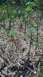 Plant de groseillier rouge, Enlèvement