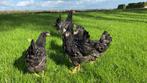Barnevelder kippen Zilver gezoomd hennen gesekst en ingeënt, Dieren en Toebehoren, Vrouwelijk, Kip