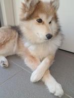 Mini Hysky €500 kindvrendelijk, Dieren en Toebehoren, Honden | Poolhonden, Keeshonden en Oertypen, België, Particulier, Keeshond