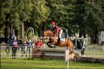 Allround drachtige merrie, Dieren en Toebehoren, Merrie