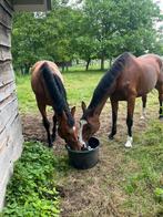 Mooie grote fokmerrie te koop, Animaux & Accessoires, Chevaux & Poneys | Étalons & Juments poulinières