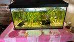 Aquarium met toebehorende vissen erbij en planten, Dieren en Toebehoren, Gebruikt, Ophalen, Gevuld zoetwateraquarium