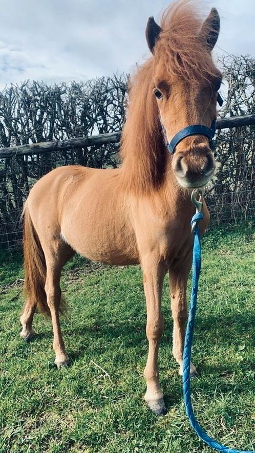 Poulain shetland, Animaux & Accessoires, Poneys, Étalon, M, Poney A (jusqu'à 1.17 m), Poney de récréation, 0 à 2 ans