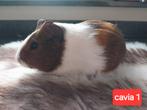 Jonge cavia mannetjes te koop, Dieren en Toebehoren, Knaagdieren, Cavia