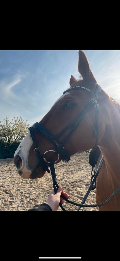 Lieve RUIN, Dieren en Toebehoren, Paarden, Ruin, Zadelmak, 160 tot 165 cm, 11 jaar of ouder, Recreatiepaard, Gechipt, Ontwormd