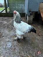 Jong Brahma haan  Columbia wit zwart, Mannelijk, Kip