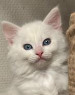 Siberische witte kittens met blauwe ogen te koop, Meerdere dieren, Gechipt, 0 tot 2 jaar