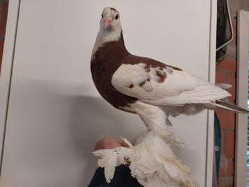 Jonge Gentse kroppers, Geslacht onbekend, Kropper