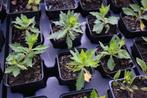 Kalimeris incisa 'Alba', Tuin en Terras, Ophalen, Zomer, Vaste plant, Volle zon