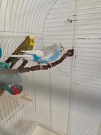 Paire de perruches + cage, Animaux & Accessoires, Oiseaux | Perruches & Perroquets