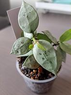 Hoya Lacunosa eskimo silver, Overige soorten, In pot, Minder dan 100 cm, Bloeiende kamerplant