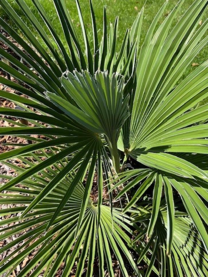 Winterharde bijzondere palmen  (hybride), Tuin en Terras, Planten | Bomen, Palmboom, Minder dan 100 cm, Volle zon, Herfst, In pot