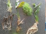 Aquariumplanten, Dieren en Toebehoren, Ophalen
