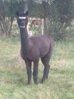 Drachtige alpaca merries te koop 2023, Dieren en Toebehoren, Juli, Vrouwelijk