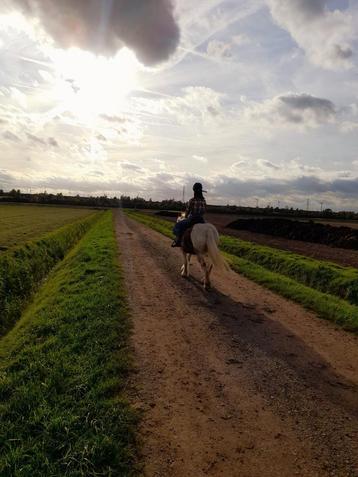 VERZORGPONY -PAARD GEZOCHT ️ beschikbaar voor biedingen