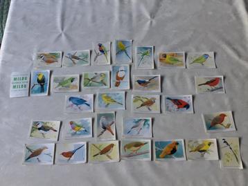 Chromo vogels milou bubble gum plaatjes 1970 prenten beschikbaar voor biedingen