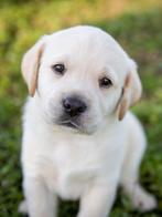Cherche un toit pour vivre avec mon chien, Immo, Huizen te huur, Appartement, Direct bij eigenaar, Charleroi