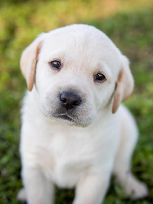 Cherche un toit pour vivre avec mon chien, Immo, Huizen te huur, Charleroi, Appartement, Direct bij eigenaar