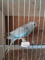 Blauw violet cinnamon pop splendid 25, Dieren en Toebehoren