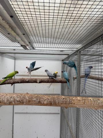Kweekkoppels halsbandparkiet halsband parkieten  beschikbaar voor biedingen