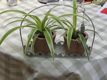 Graslelie - Chloropytum Cormosum - Spinnenplant beschikbaar voor biedingen