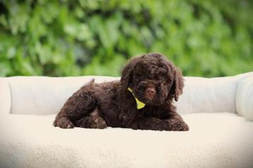 Italiaanse Waterhond, Lagotto Romagnolo, hypo-allergene hond beschikbaar voor biedingen