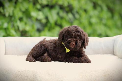 Italiaanse Waterhond, Lagotto Romagnolo, hypo-allergene hond, Dieren en Toebehoren, Honden | Retrievers, Spaniëls en Waterhonden