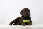 Labradoodle pups te koop, België, Overige rassen, CDV (hondenziekte), 8 tot 15 weken