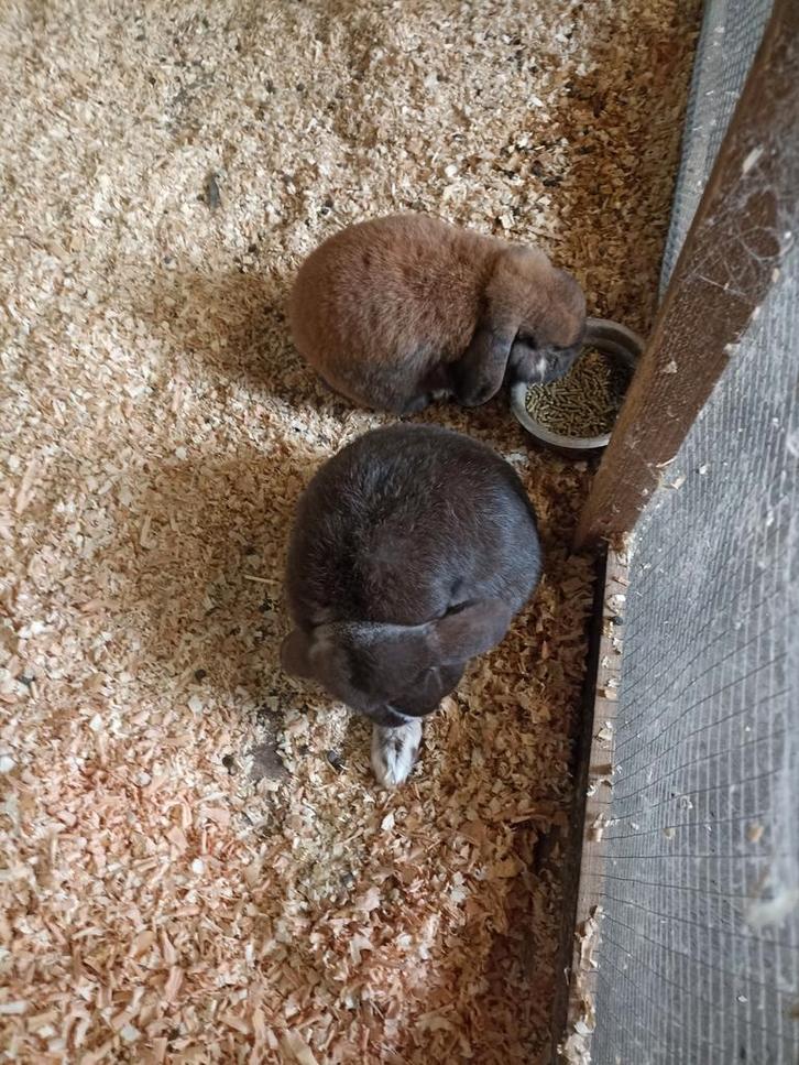 Konijntjes te koop wegens woning brand moet alles weg, Dieren en Toebehoren, Konijnen