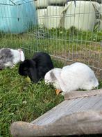 Hangoor konijnen, Dieren en Toebehoren, Konijnen, Meerdere dieren, Klein, Hangoor, 0 tot 2 jaar