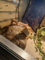 terrarium L80 cm B40cm H50 cm met baardagaam, Dieren en Toebehoren