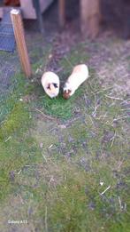 Cavia beertjes. Gratis. Niet meer beschikbaar., Cavia, Mannelijk, Juli, Tam